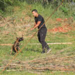 Cães policiais com faro imbatível reforçam segurança em Brasília