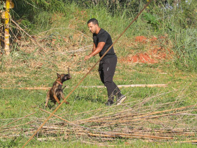 Cães policiais com faro imbatível reforçam segurança em Brasília