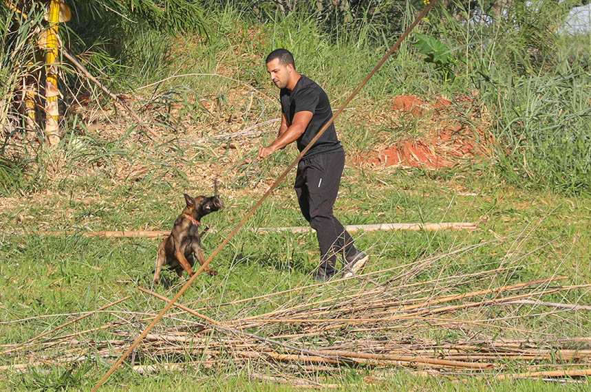 Cães policiais com faro imbatível reforçam segurança em Brasília