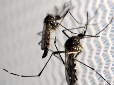 Butantan autorizado a produzir vacina contra chikungunya