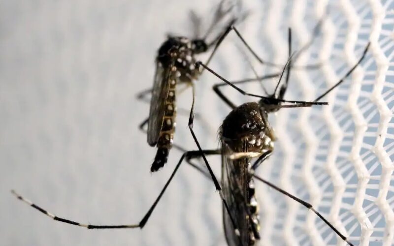 Butantan autorizado a produzir vacina contra chikungunya