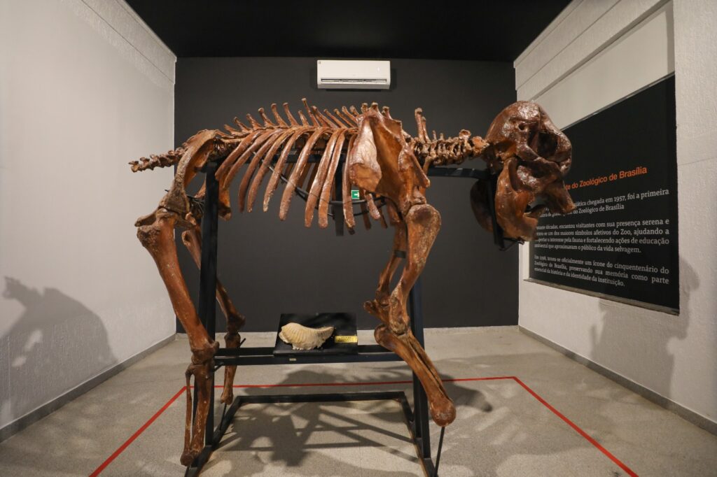 Museu do Zoo de Brasília reabre com acessibilidade e girafa