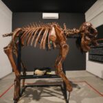 Museu do Zoo de Brasília reabre com acessibilidade e girafa