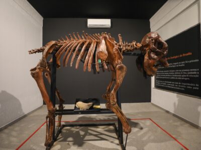 Museu do Zoo de Brasília reabre com acessibilidade e girafa