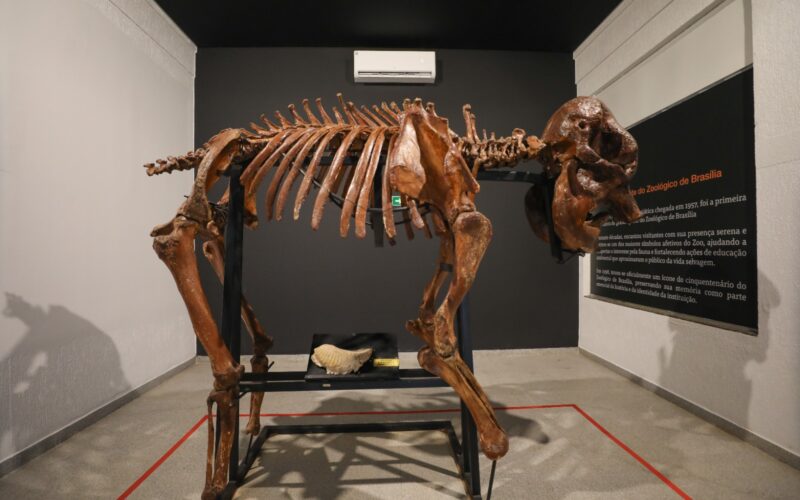 Museu do Zoo de Brasília reabre com acessibilidade e girafa